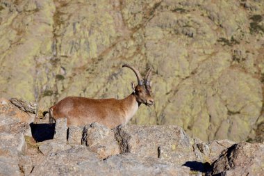 Sierra de Gredos 'ta dağ keçisi