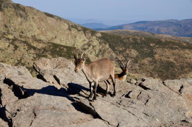 Sierra de Gredos 'ta dağ keçisi