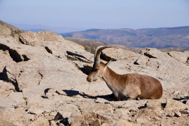 Sierra de Gredos 'ta dağ keçisi