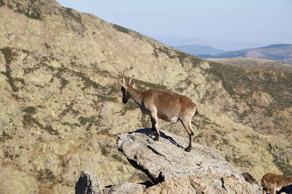 Sierra de Gredos 'ta dağ keçisi