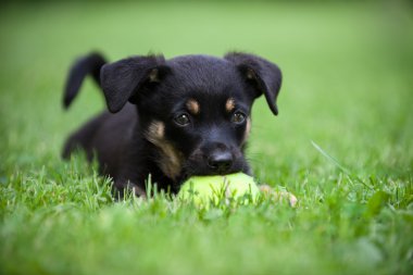 küçük bir köpek - stok görüntü