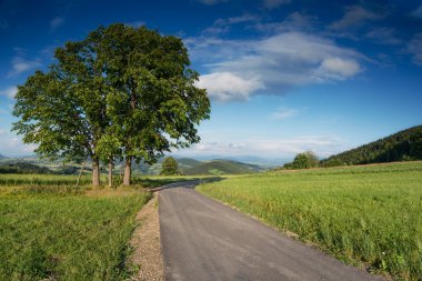 yaz ağaç - stok görüntü