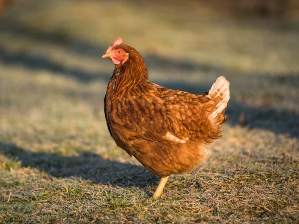 Granja de pollo - Imagen de stock —  Fotos de Stock