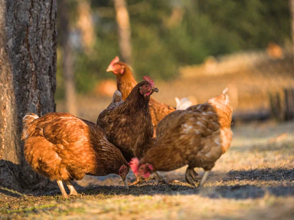 닭 농장-재고 이미지 — 스톡 사진