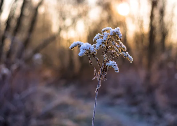 Cálido sol de invierno — Foto de Stock