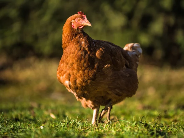 Hönsfarm - stock bild — Stockfoto