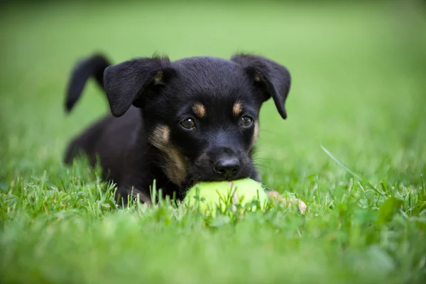 küçük bir köpek - stok görüntü