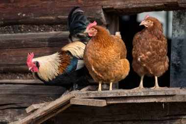 Geleneksel tavuk çiftliğinde tavuklar 