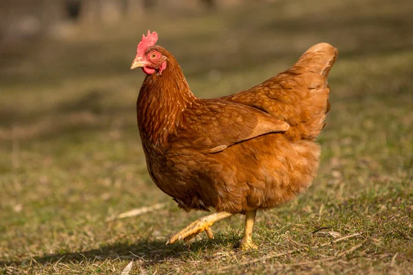 Kur domácí na tradiční drůbeží farmě ve volném výběhu — Stock fotografie