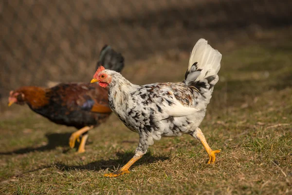 Galinhas na tradicional fazenda de aves de capoeira ao ar livre — Fotografia de Stock