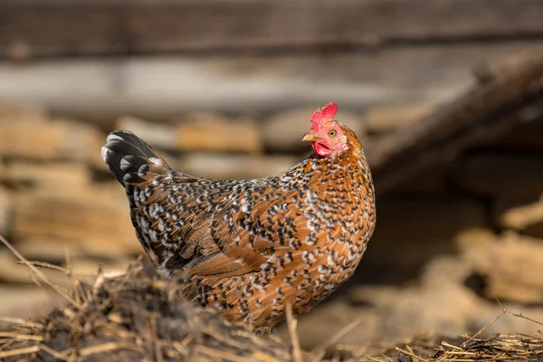 Galinhas na tradicional fazenda de aves de capoeira ao ar livre — Fotografia de Stock