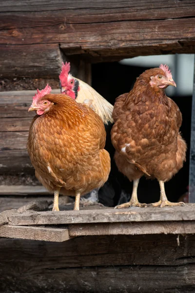 Galinhas na tradicional fazenda de aves de capoeira ao ar livre — Fotografia de Stock