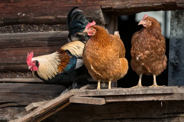 Galinhas na tradicional fazenda de aves de capoeira ao ar livre — Fotografia de Stock