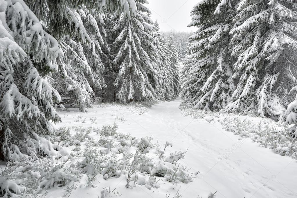 Winter landscape in Polish Mountain - HQ