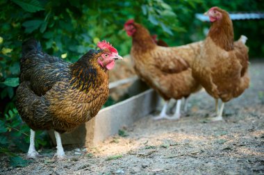 Organik çiftlik, kahverengi tavuklar yalaktan doğal besin yiyorlar.
