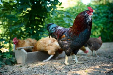 Organik çiftlik, kahverengi tavuklar ön planda renkli bir horozun doğal gıdalarını yiyorlar.
