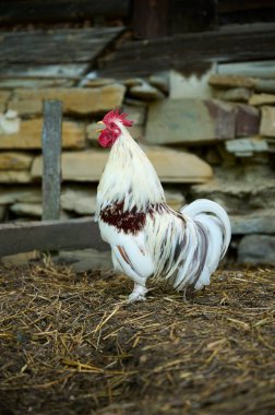 Organik çiftlik, küçük beyaz liputian horozu şekillendiriyor.