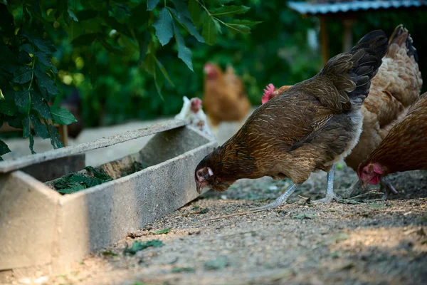 Fazenda Orgânica Galinhas Marrons Comendo Alimentos Naturais Cocho — Fotografia de Stock