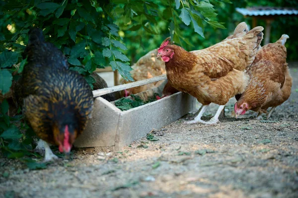 Fazenda Orgânica Galinhas Marrons Comendo Alimentos Naturais Cocho — Fotografia de Stock