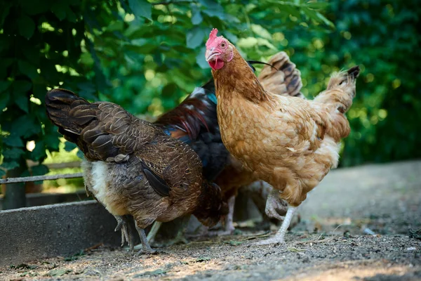 Biologische Boerderij Bruine Kippen Die Natuurlijk Voedsel Eten Uit Een — Stockfoto