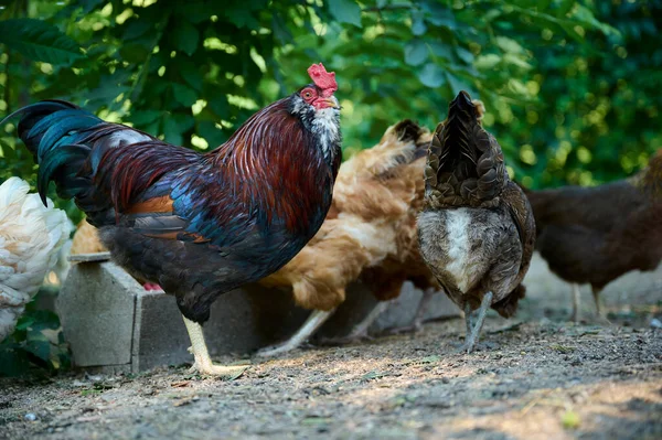 Ekologická Farma Hnědé Slepice Jíst Přírodní Potraviny Koryta Barevný Kohout — Stock fotografie