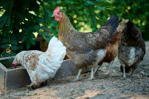 Gospodarstwo Ekologiczne Brązowe Kury Jedzące Naturalne Jedzenie Koryta — Zdjęcie stockowe