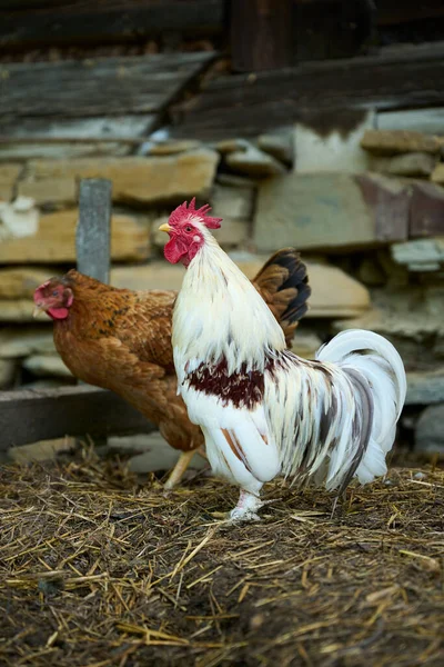 Fazenda Orgânica Pequeno Galo Lilliputiano Branco Fundo Uma Galinha Marrom — Fotografia de Stock