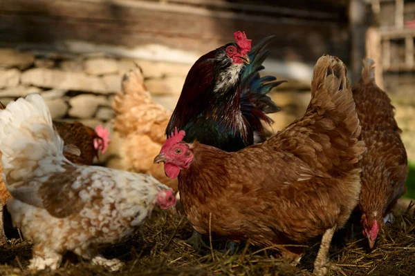 Fermă Ecologică Cocoș Printre Găini — Fotografie, imagine de stoc