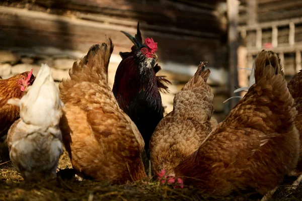 Biologische Boerderij Een Haan Onder Kippen — Stockfoto