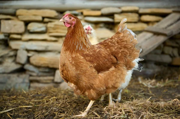 Organik Bir Çiftlikte Kahverengi Bir Tavuk — Stok fotoğraf