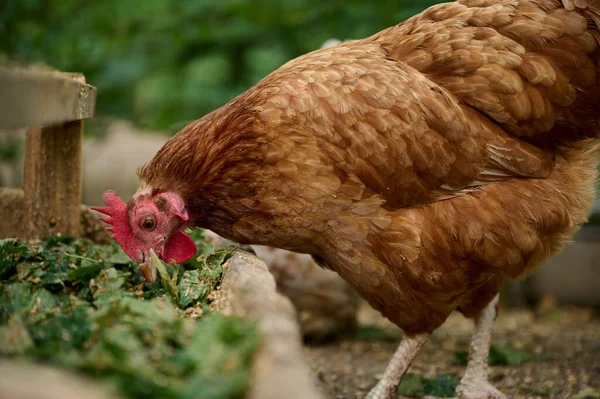 Organic Farm Brown Hen Eating Natural Food Trough — Stock Fotó