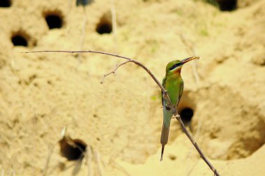 Mavi kuyruklu arı yiyici