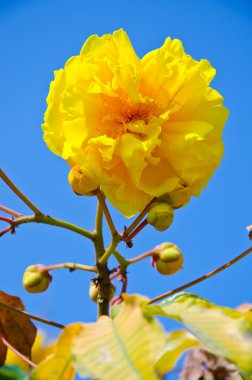 Tabebuia chrysotricha giallo fioriTabebuja chrysotricha żółte kwiaty 