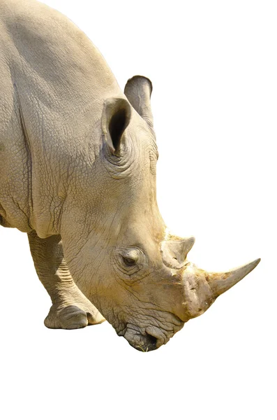 White Rhino portrait in front of — Stock Photo, Image