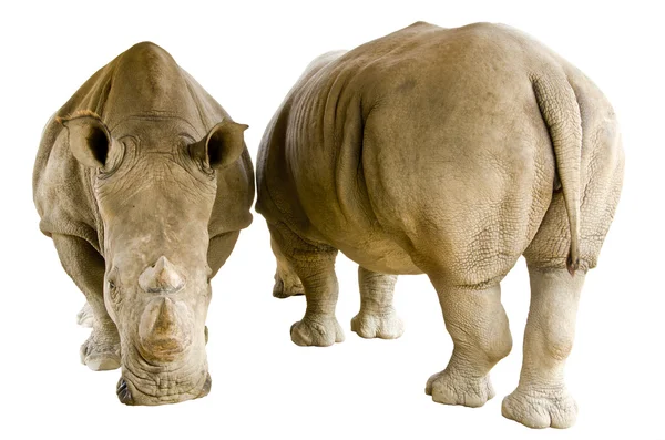 White Rhinoceros — Stock Photo, Image