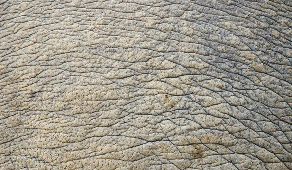 Textura da pele de rinoceronte — Fotografia de Stock