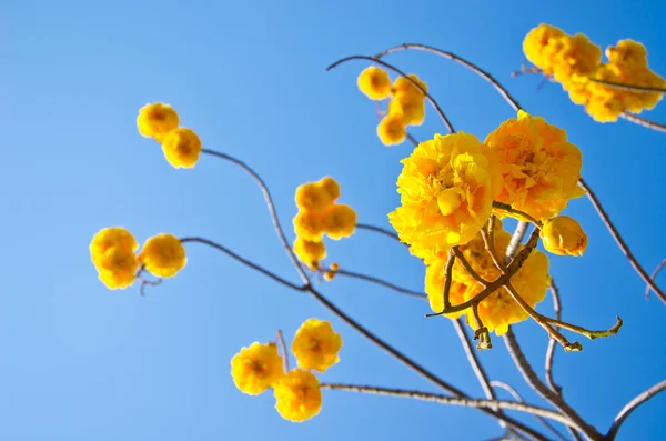 Tabebuia chrysotricha 노란 꽃 — 스톡 사진