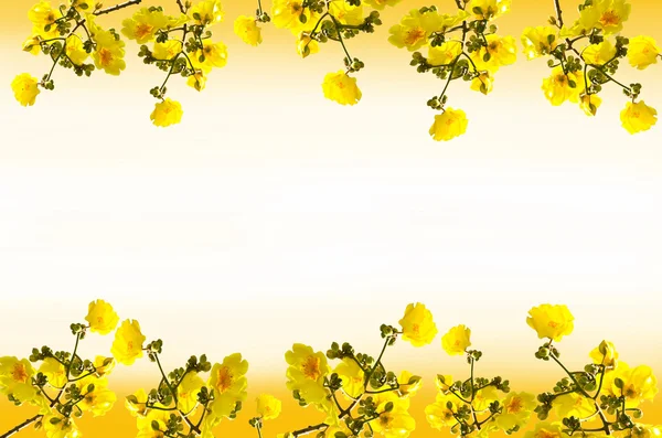Frame  Tabebuia chrysantha flowers — Stock Photo, Image