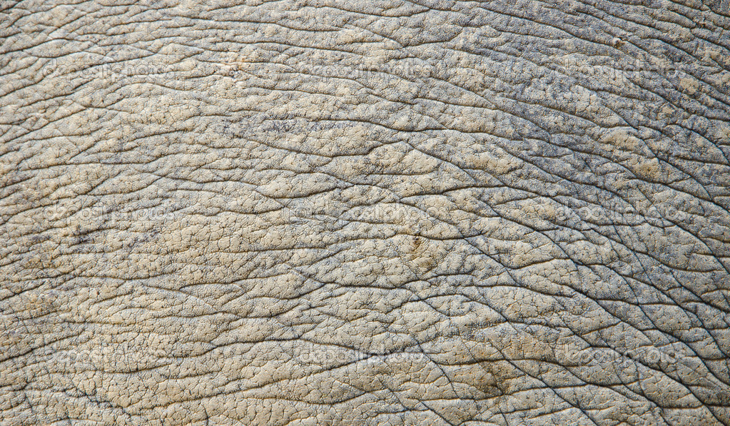 Rhino skin texture — Stock Photo © gamjai 45418451