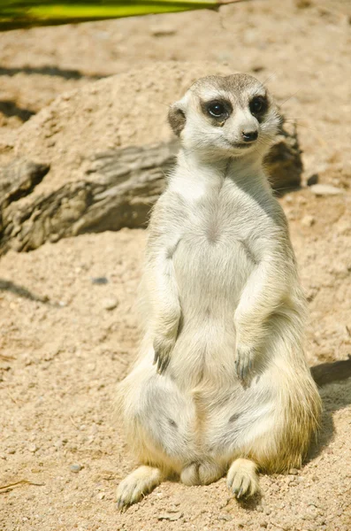 Meerkat — Stockfoto