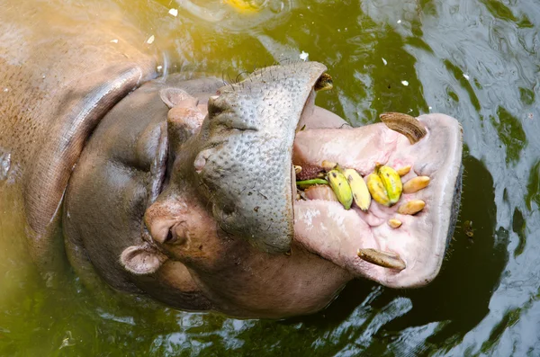 Hippo Hippopotamus open its mouth — Stock Photo, Image