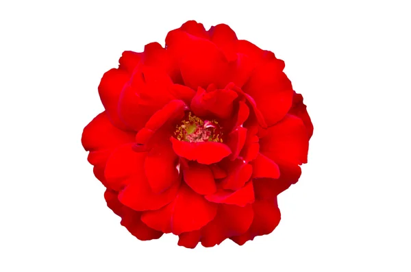 Rosa rossa — Foto Stock