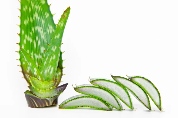 Aloe Vera affettata e intera — Foto Stock