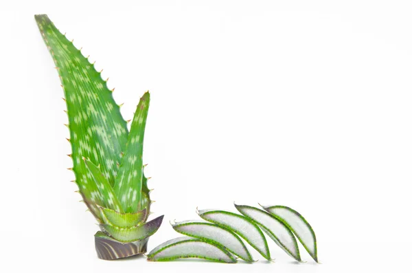 Aloe vera skivad och hela — Stockfoto