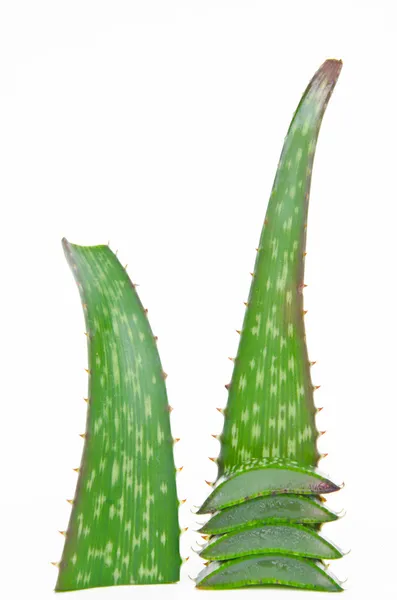 Aloe vera plasterki i cały — Zdjęcie stockowe