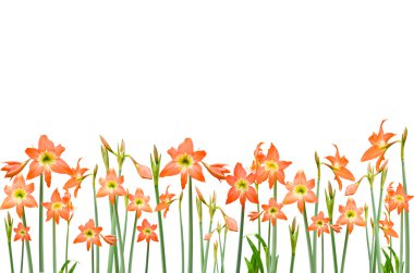 Beyaz arka plan üzerinde izole Hippeastrum