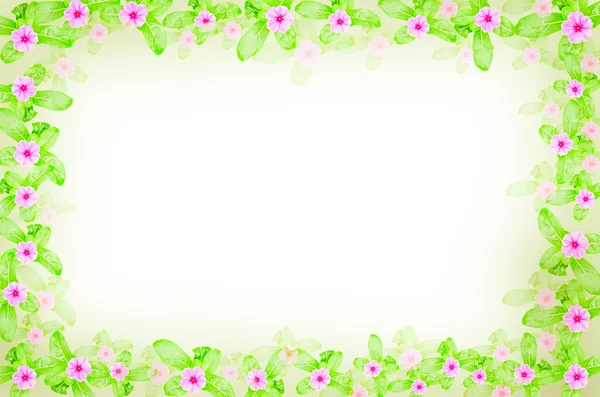 Řeřicha setá květiny — Stock fotografie