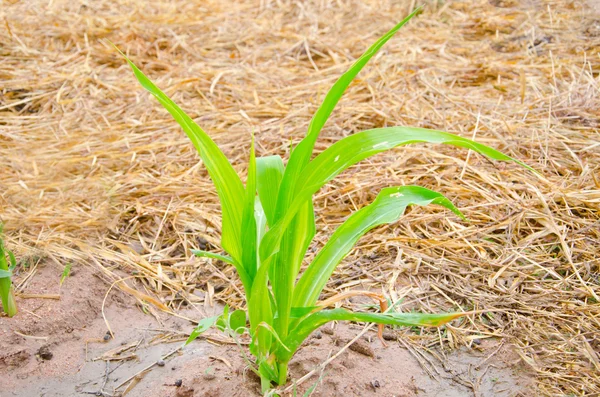 Young corn — Stock Photo, Image