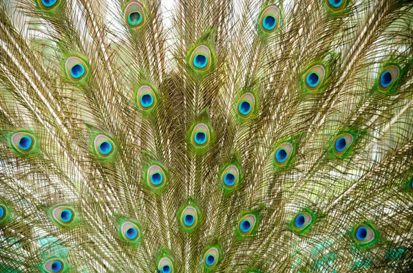 Close up of a male peacock — Stock Photo, Image