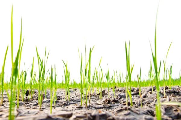 Rijst zaailingen ontkiemd op de grond te drogen in de zomer — Stockfoto